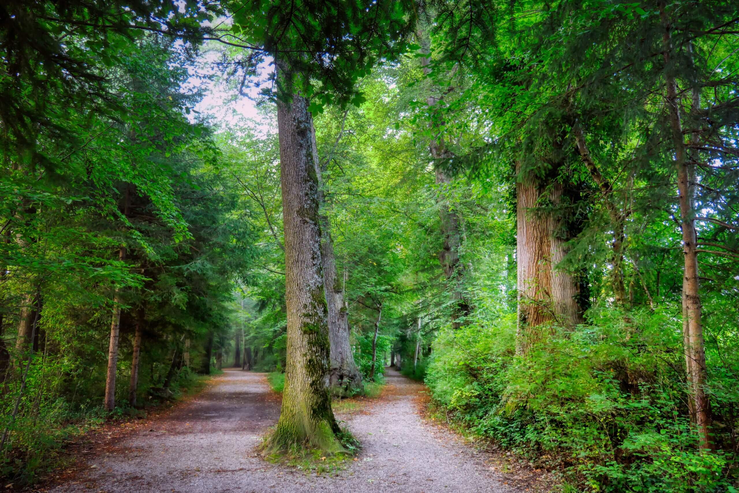 Bluegreen Vacations Review Bluegreen Vacations Review, forest